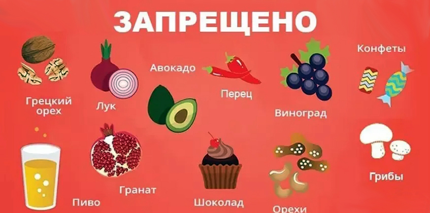 Список запрещенных продуктов для собак