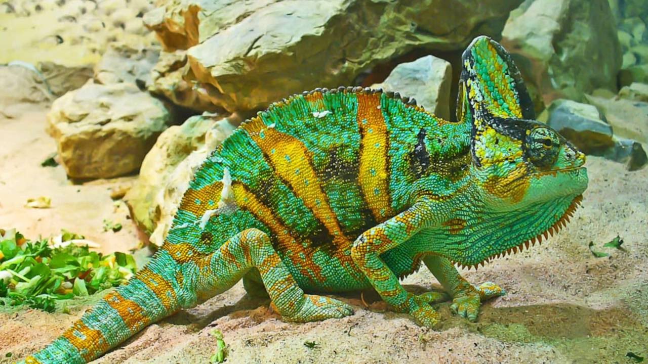 Йеменский или скрытный, вуалевый хамелеон