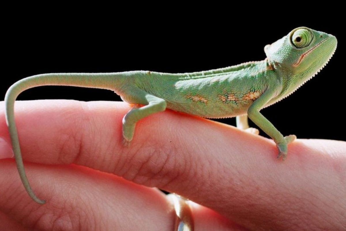 Пигмейские хамелеоны