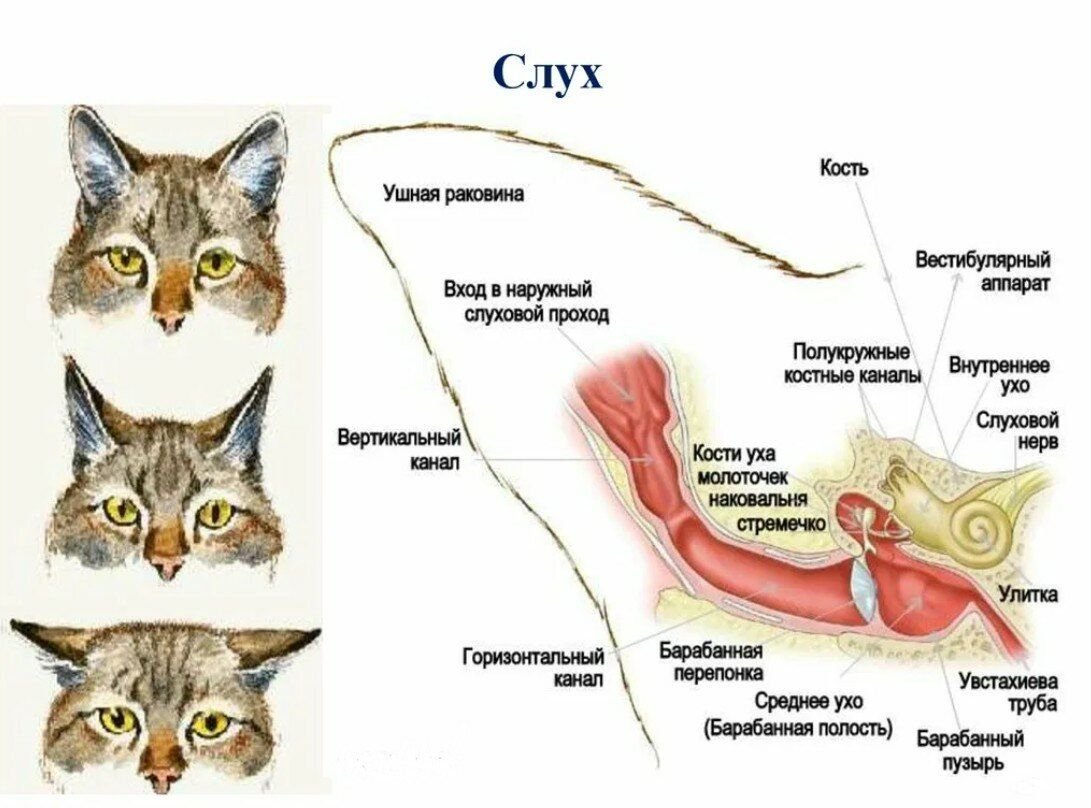 строение кошачьего уха