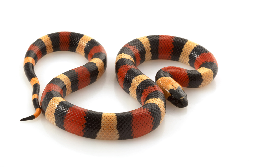 Молочная змея андская (Lampropeltis triangulum andesiana)