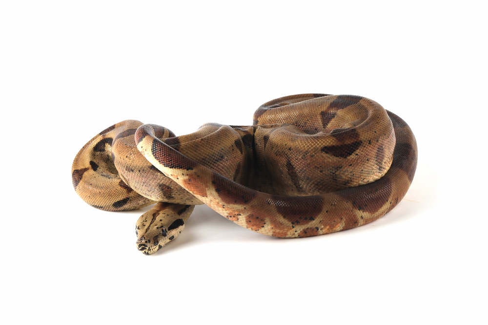 Императорский удав (Boa constrictor imperator)