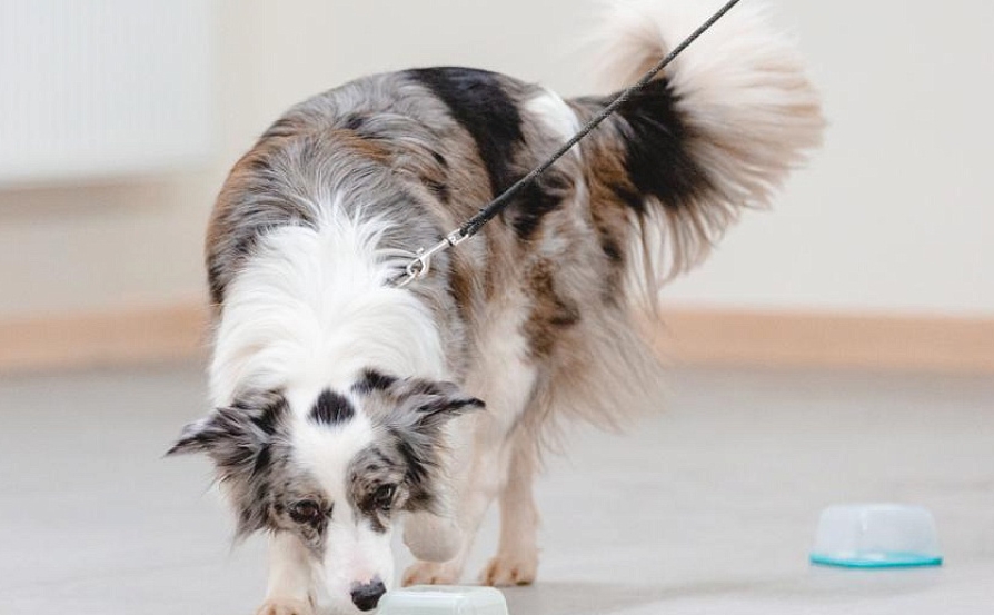 Ноузворк — что это, чем полезно для собаки и каким породам подойдёт?