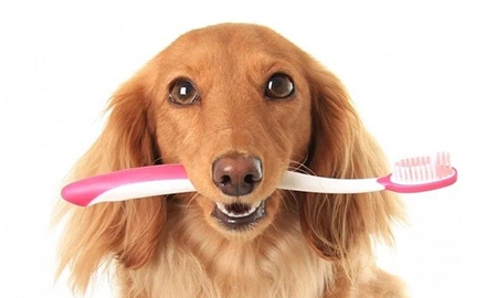 Так ли необходима чистка зубов домашнему питомцу?