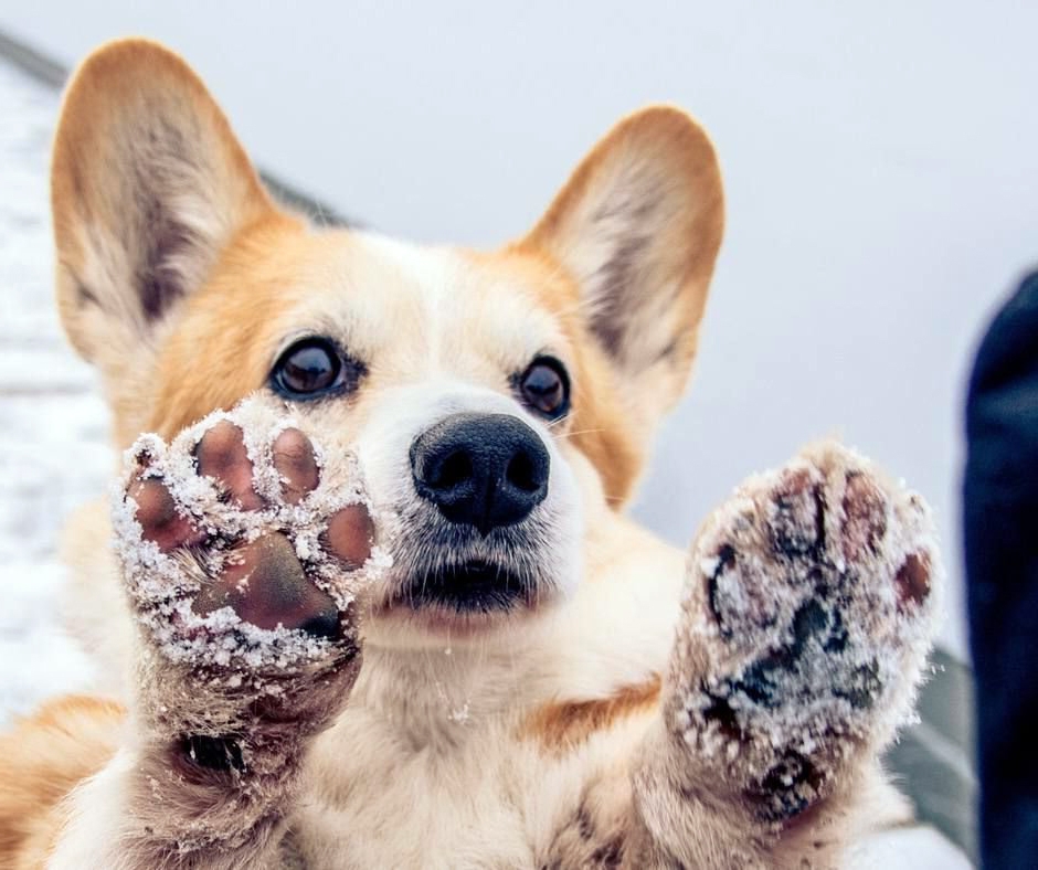 Как защитить лапы собаки в зимний период