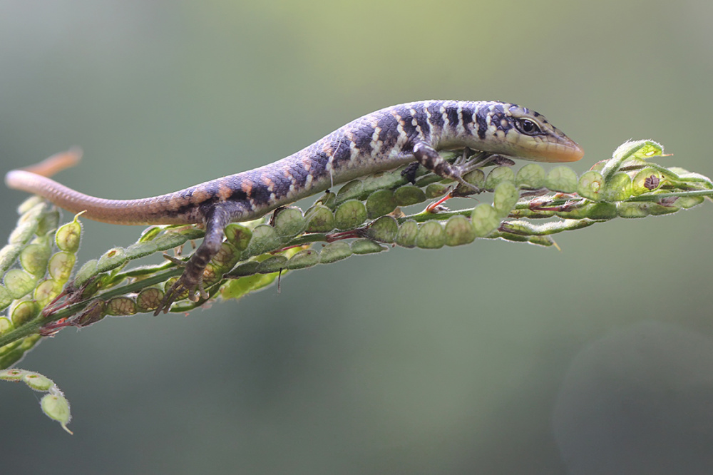 Дазия оливковая (Dasia olivacea) Central java