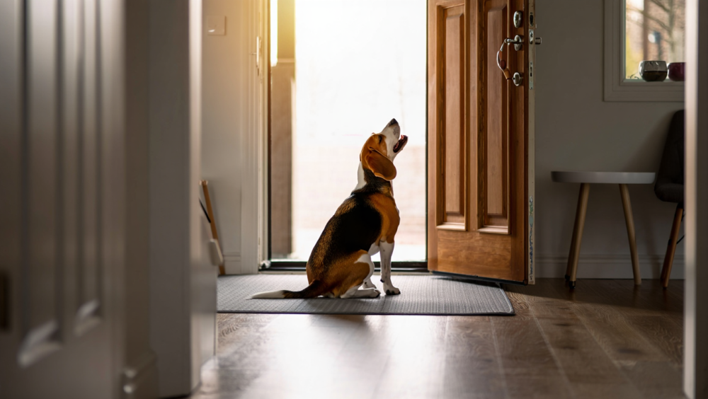 Почему собака воет