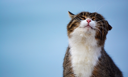 ФортиФлора. Зачем нужны пробиотики для кошек и что это такое?