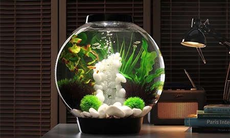 Ваш первый аквариум: инструкция по применению