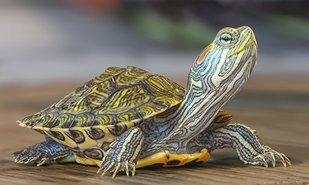 Красноухая черепаха – содержание и уход