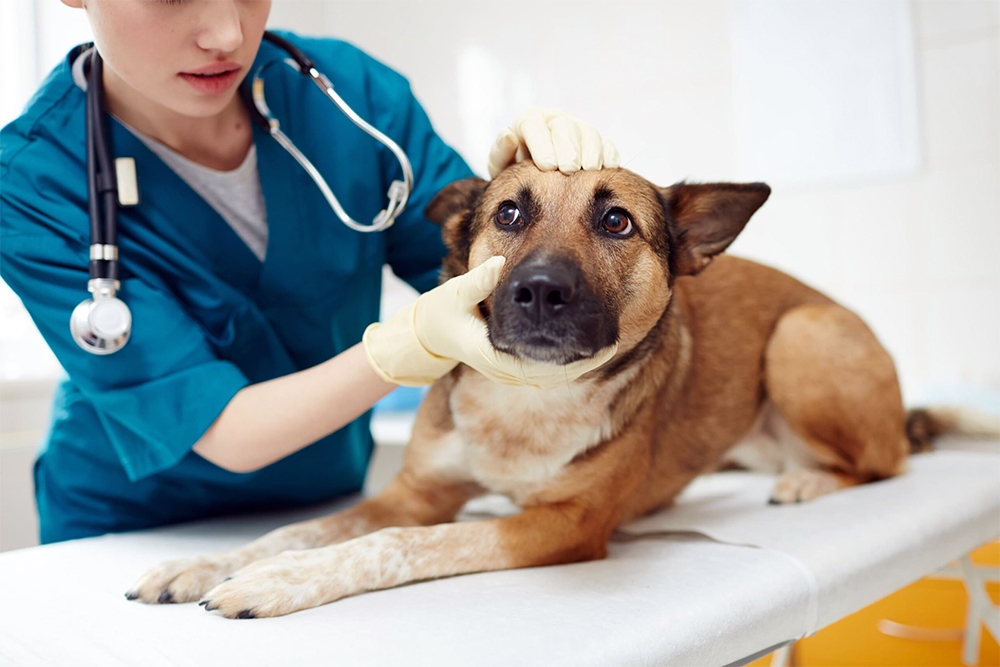 Зачем водить питомца на профилактические осмотры к ветеринару