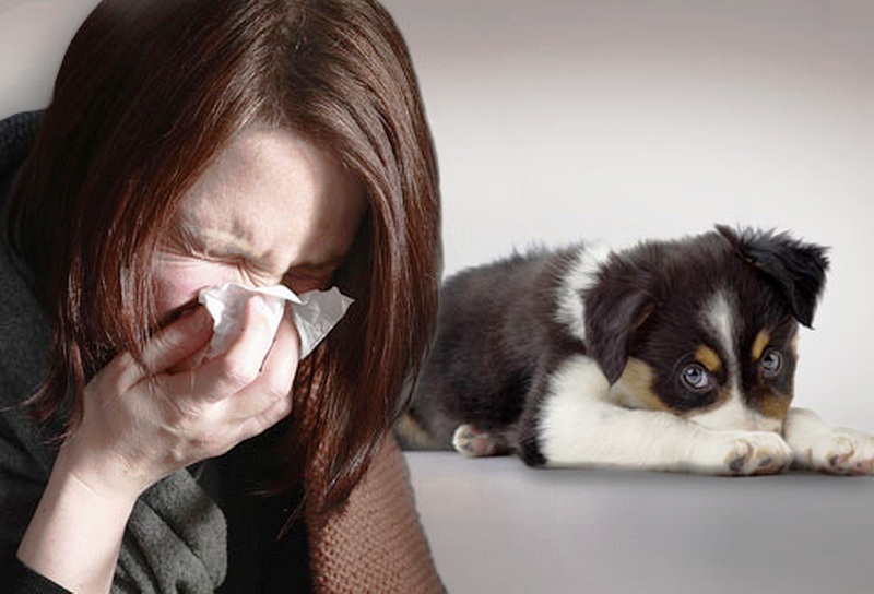 ТОП 30 гипоаллергенных пород собак