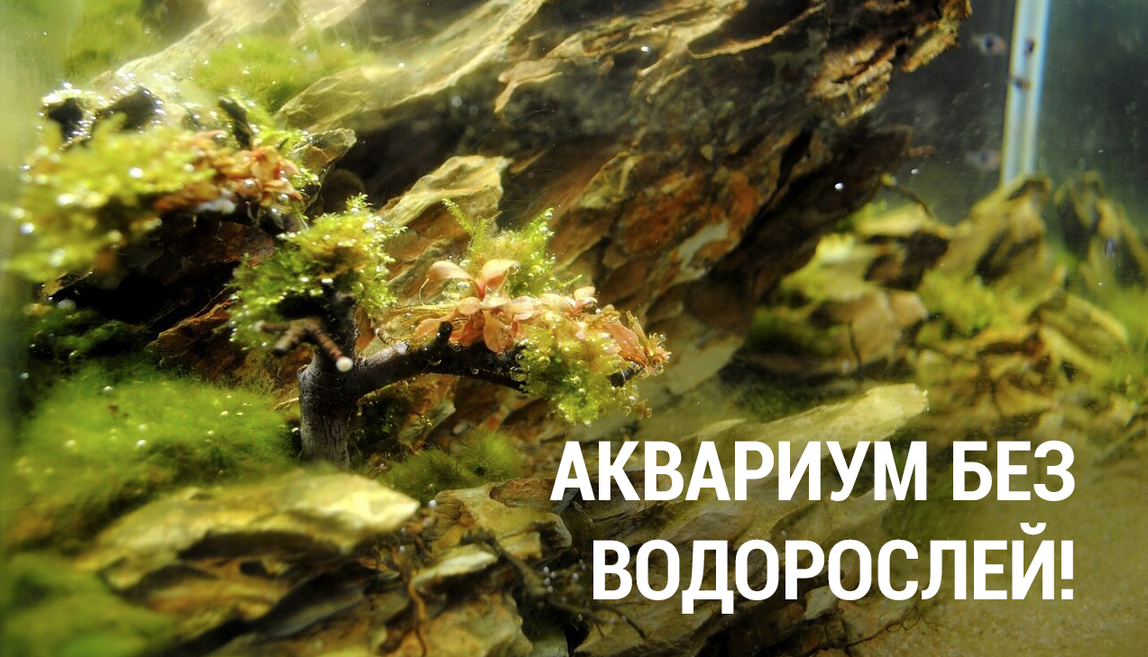 Как избавиться от водорослей в аквариуме