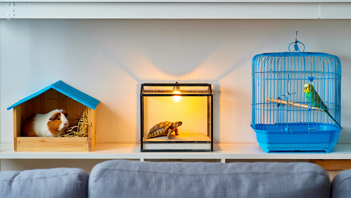 Домашние животные, не требующие сложного ухода