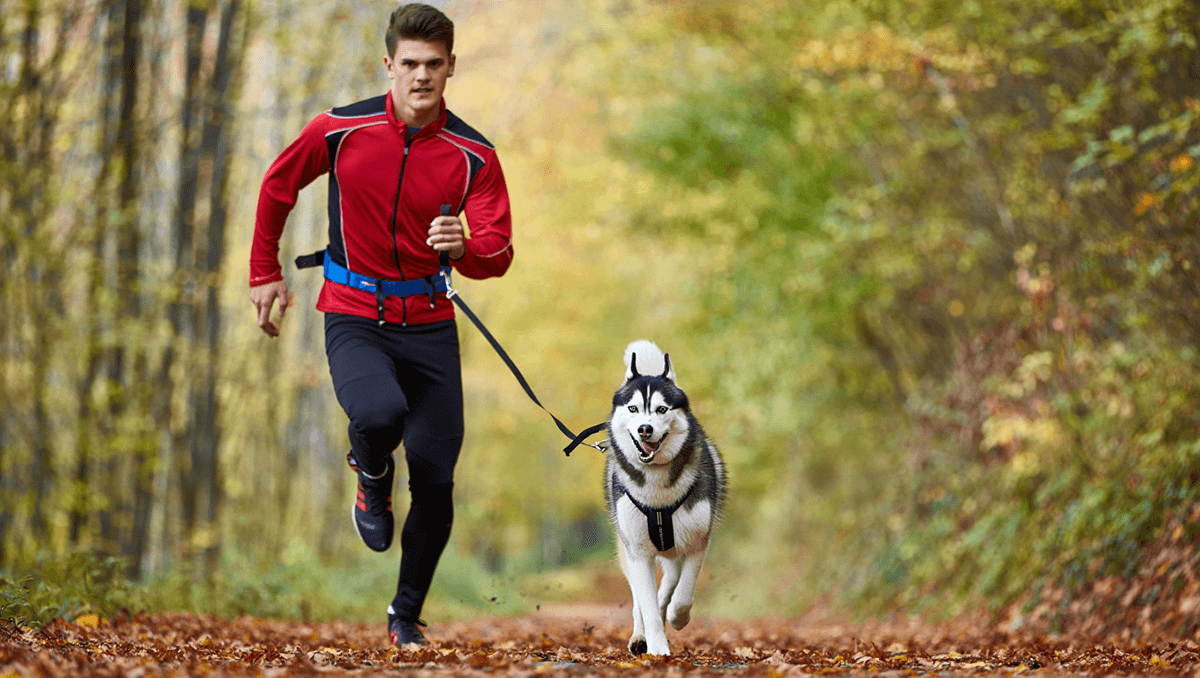 Мужчина занимается каникроссом с собакой хаски в лесу