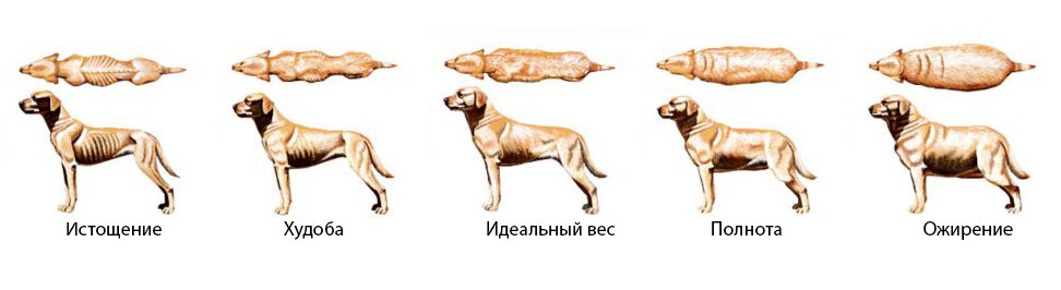 Как определить, что собака страдает ожирением?