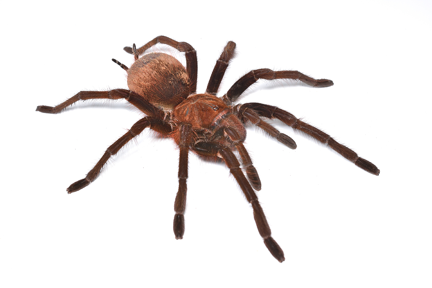 Колумбийский гигант (Theraphosa apophysis)