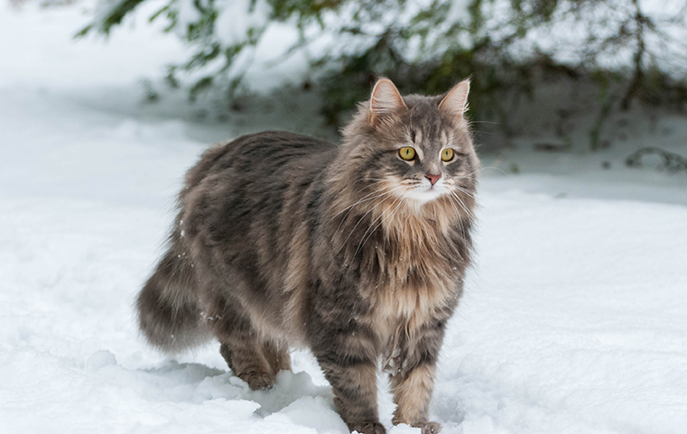 Сибирская кошка