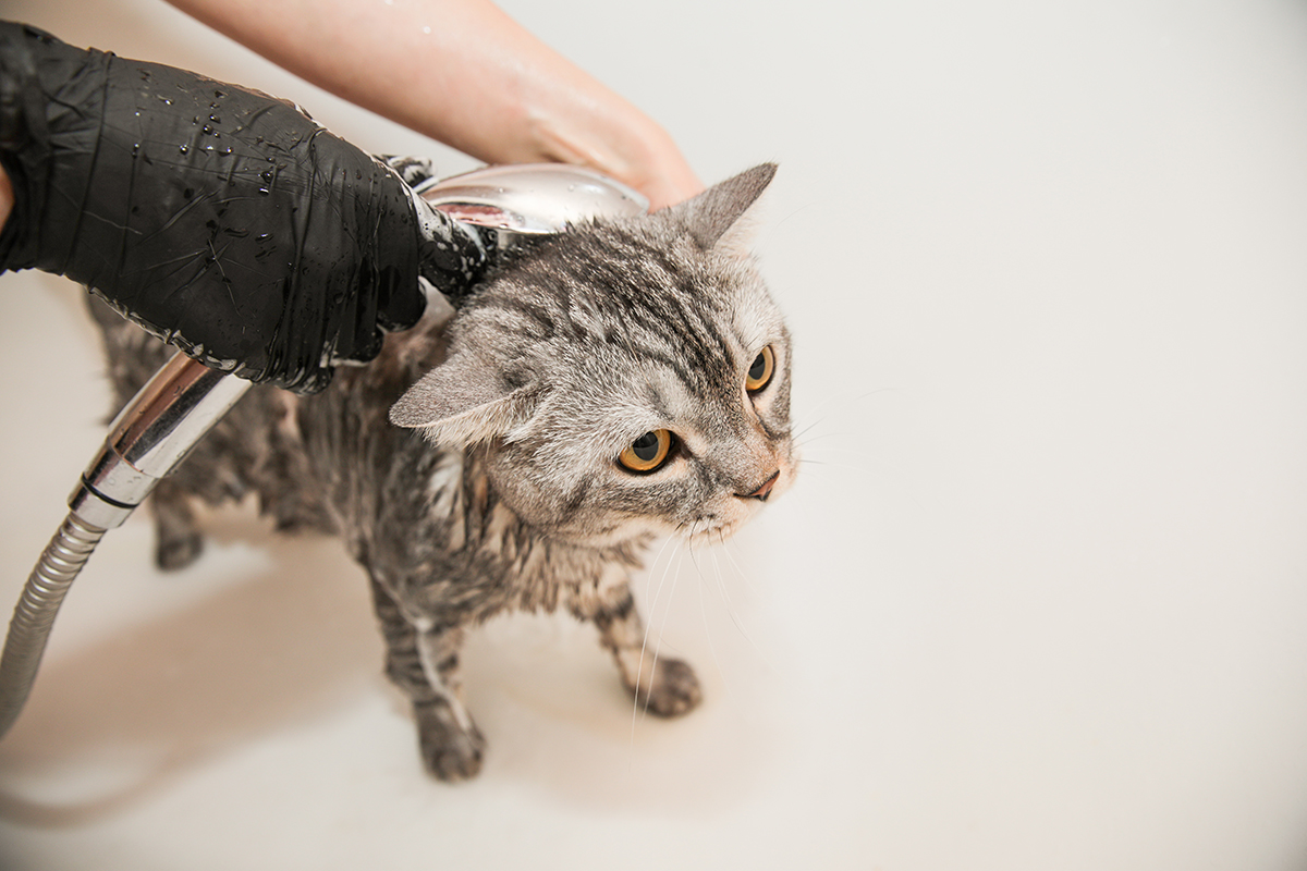 Чем мыть кота?