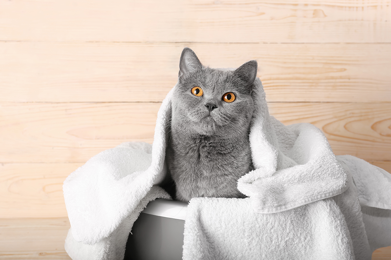 Как мыть кота без стресса?