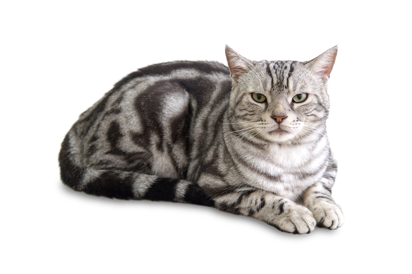 Американская короткошерстная