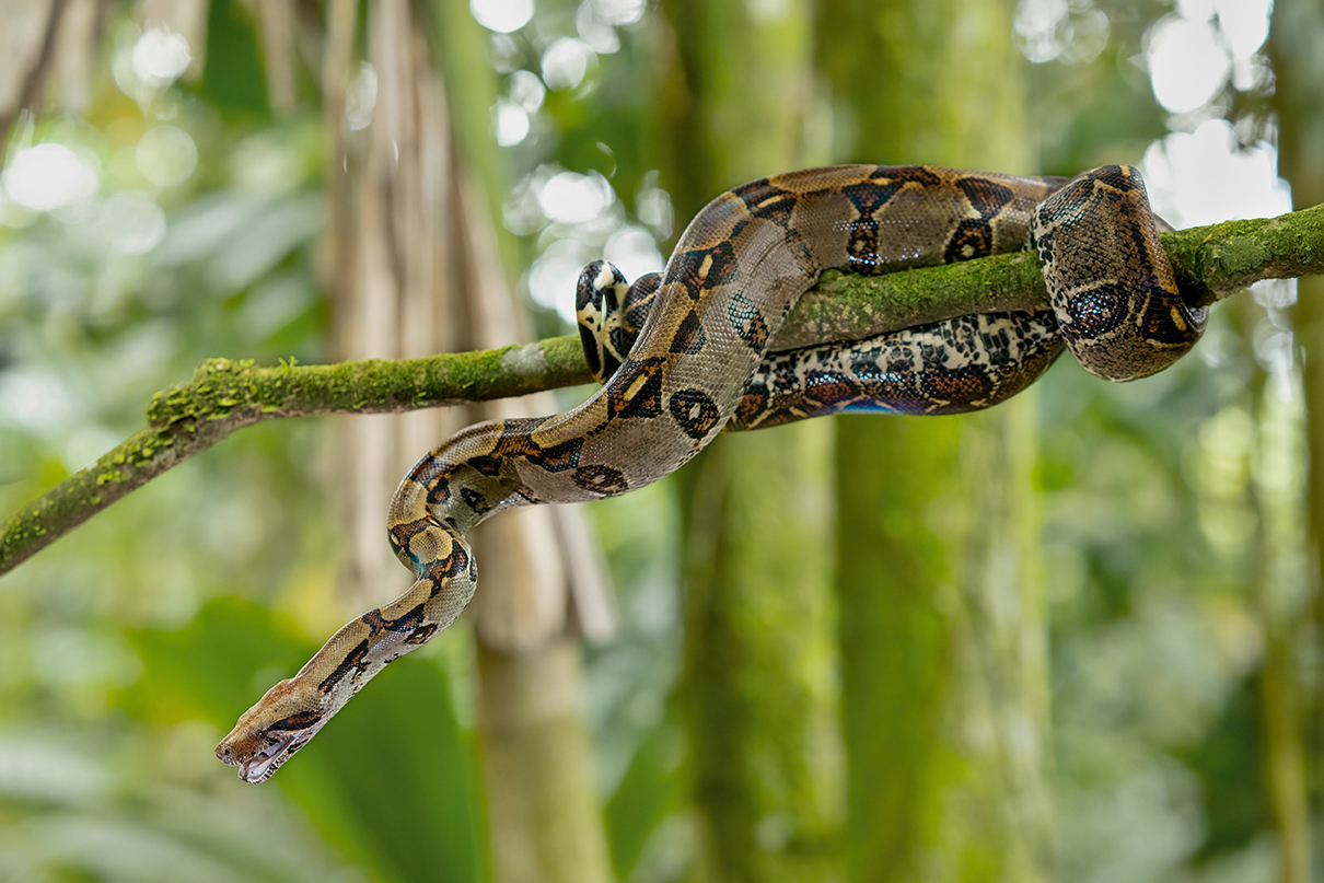 Ареал обитания императорского удава