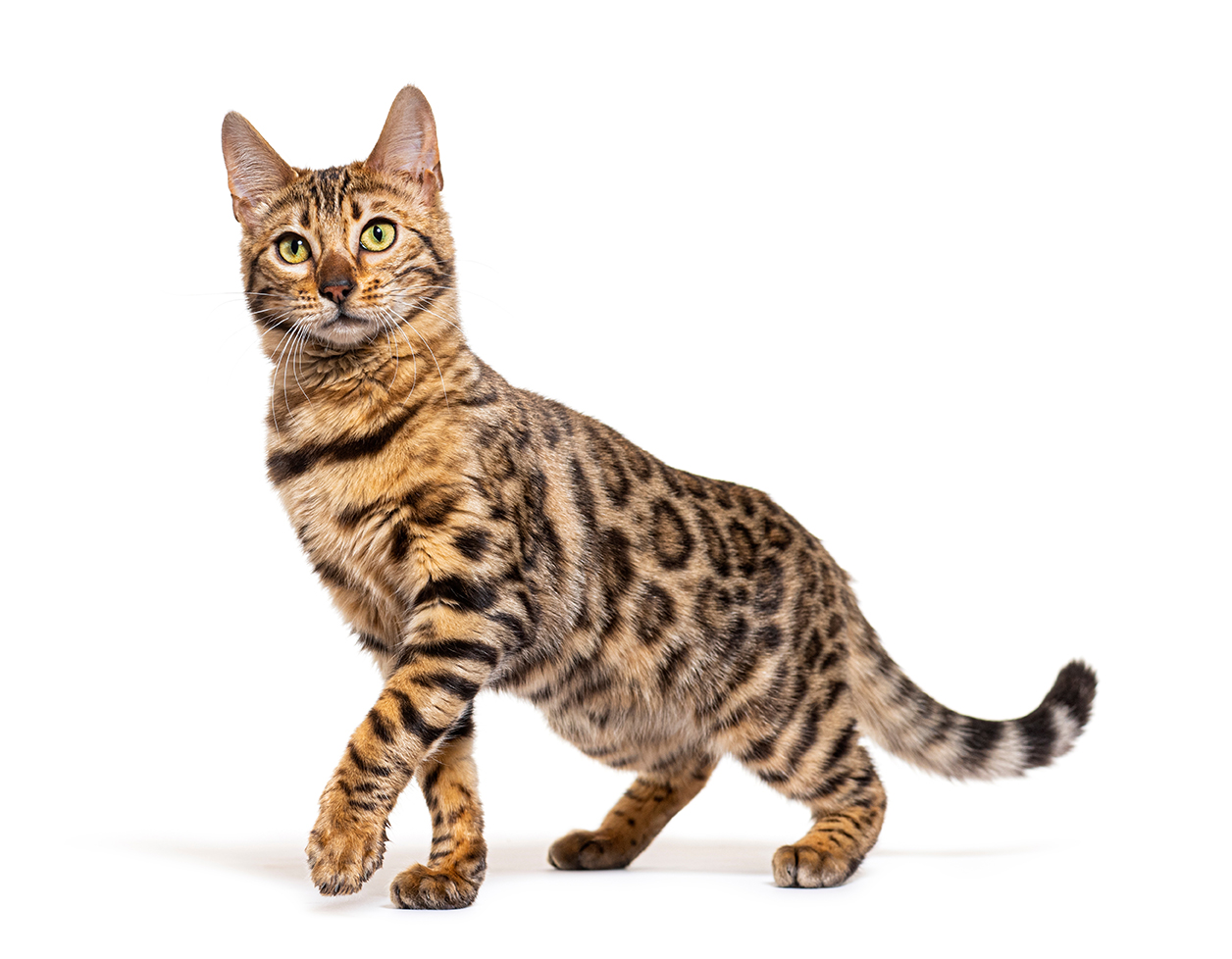 Бенгальская кошка