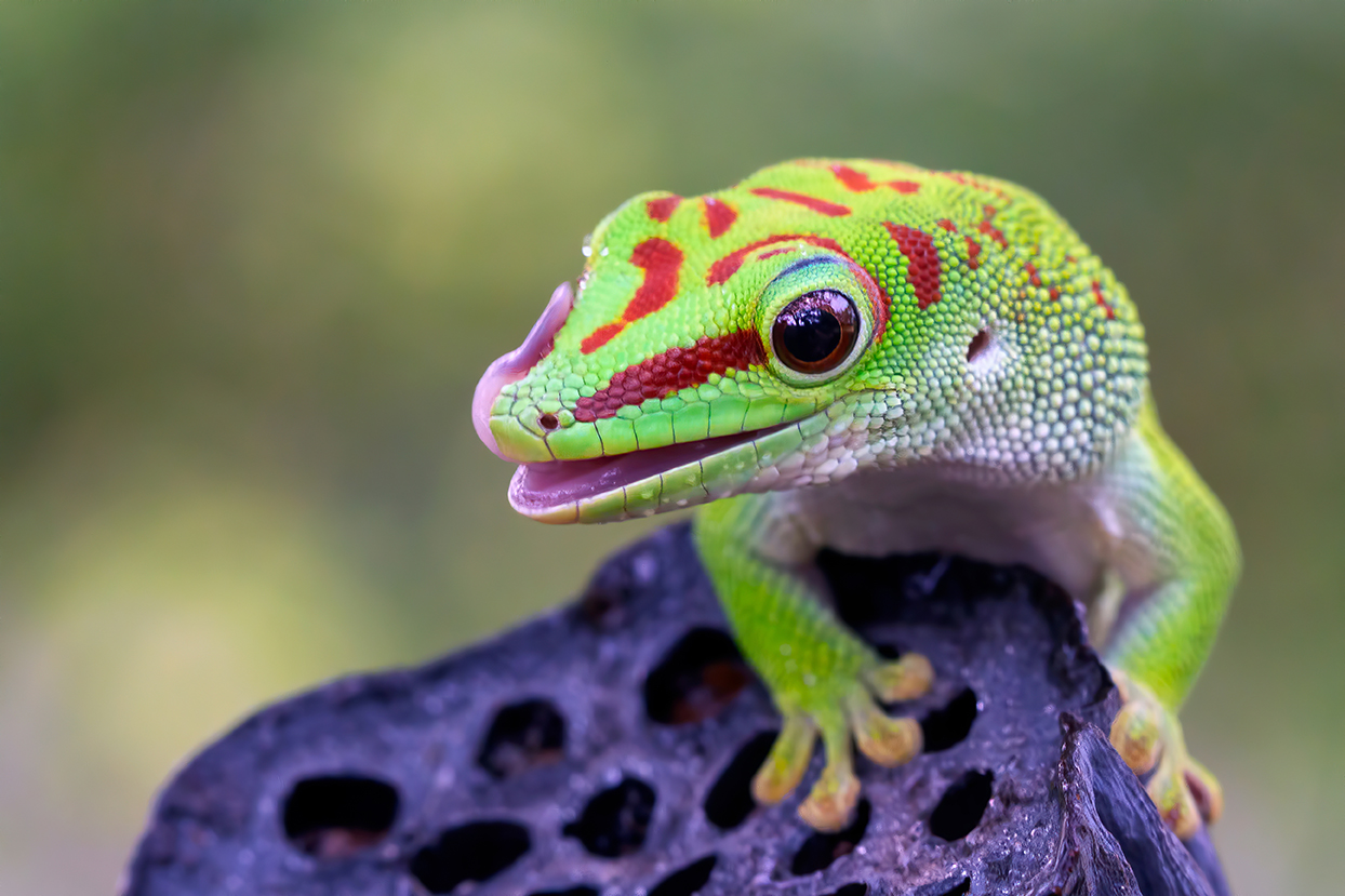 Интересные факты о гекконах