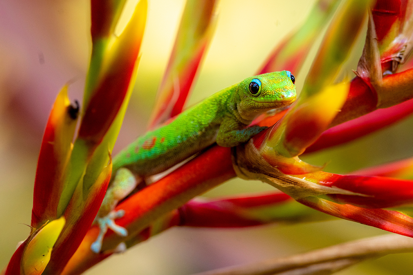 Содержание геккона в домашних условиях