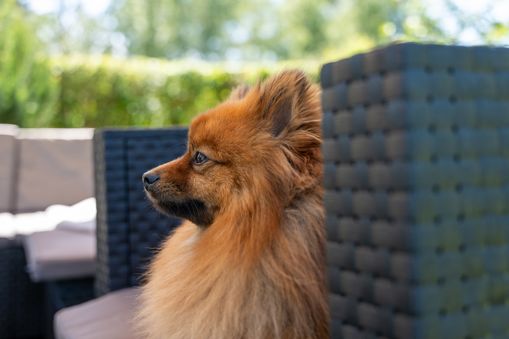 Описание внешности померанского шпица