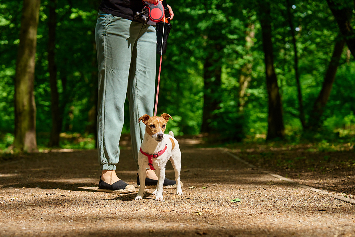 Сколько раз и как долго нужно выгуливать собаку?