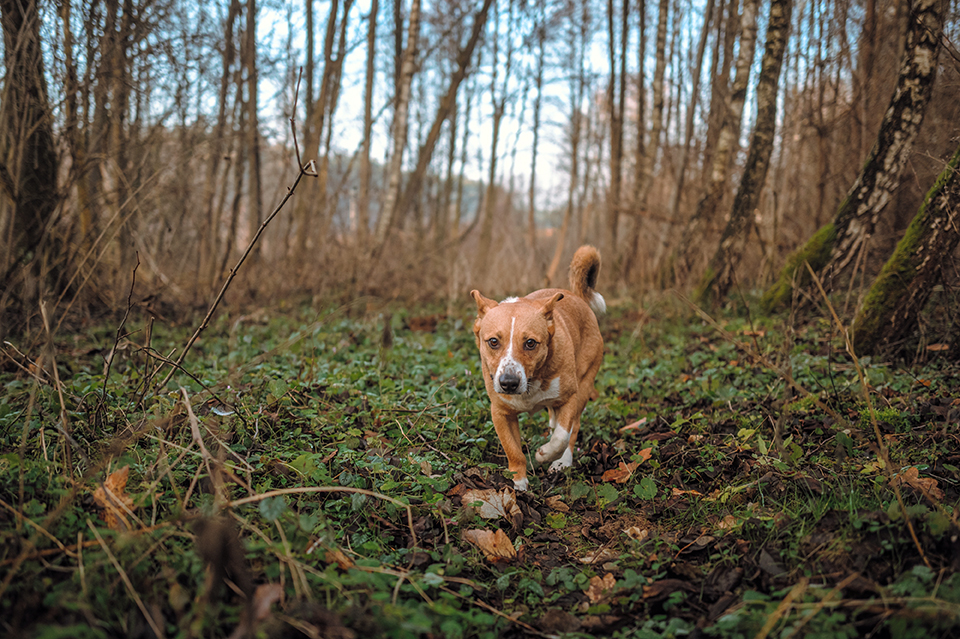 Что делать, если клещ всё же укусил питомца