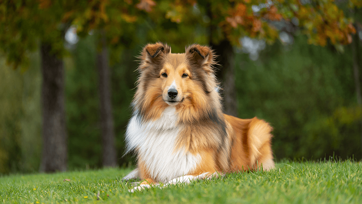 Шетландская овчарка (Шелти)