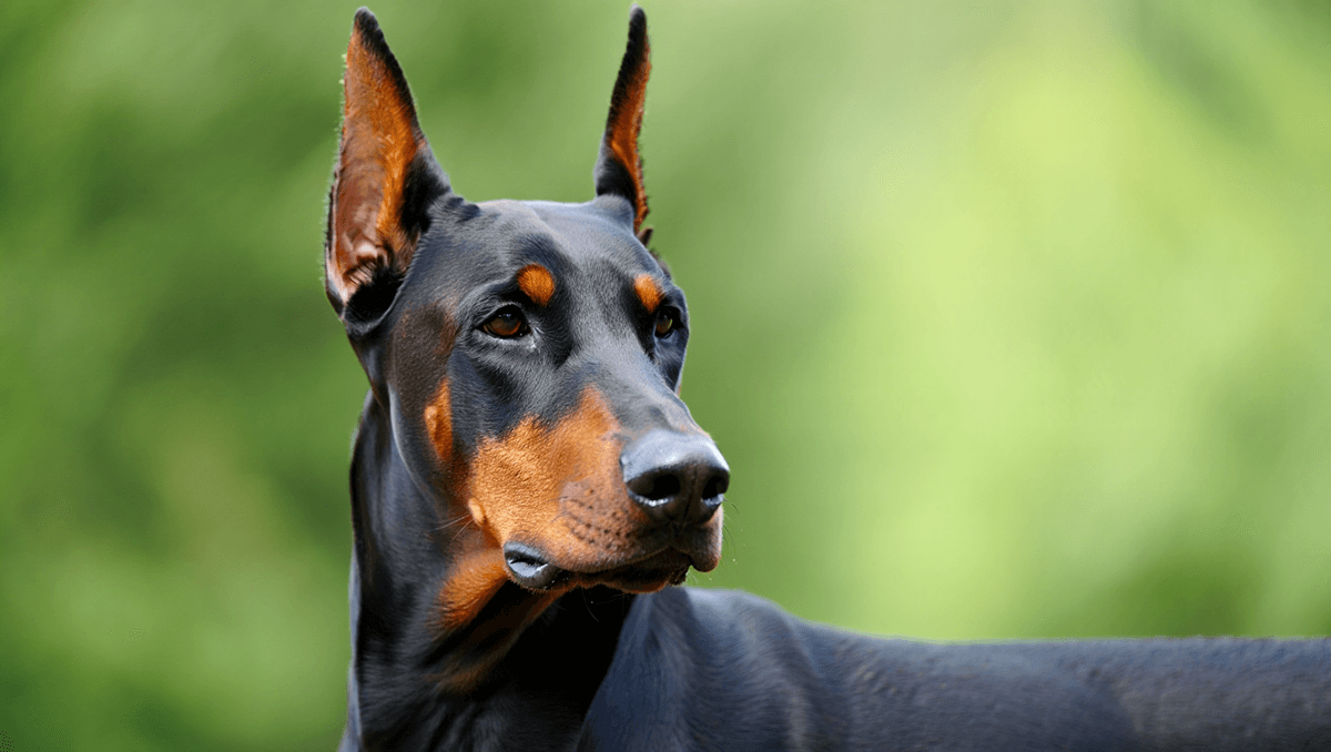 Доберман