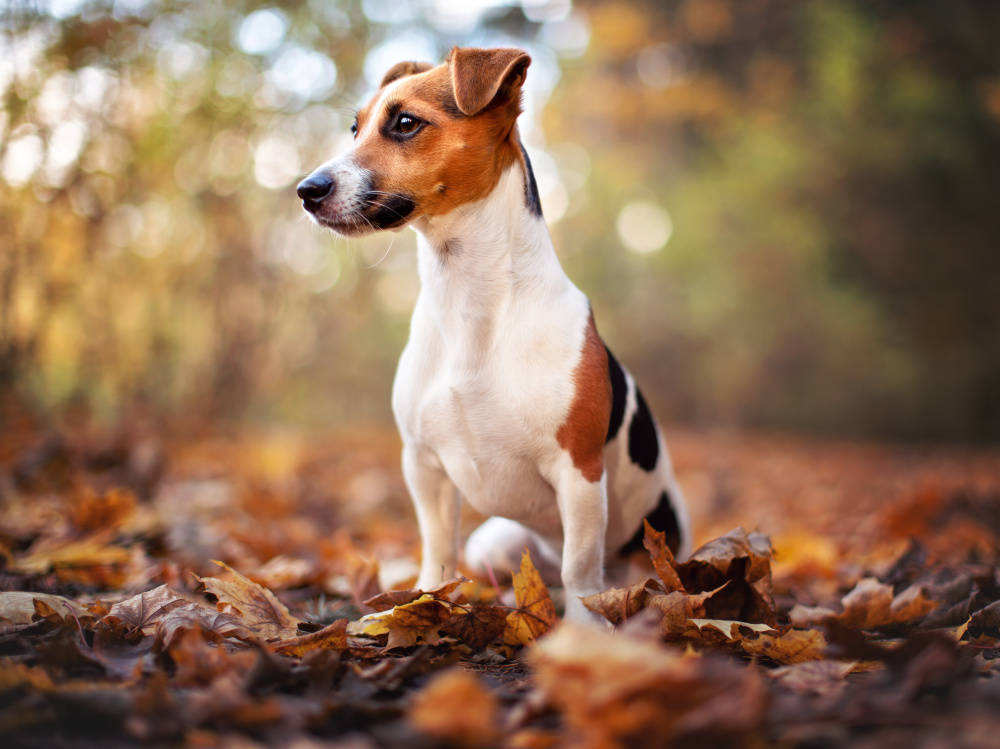 Готовим собаку к осени правильно — несколько важных советов