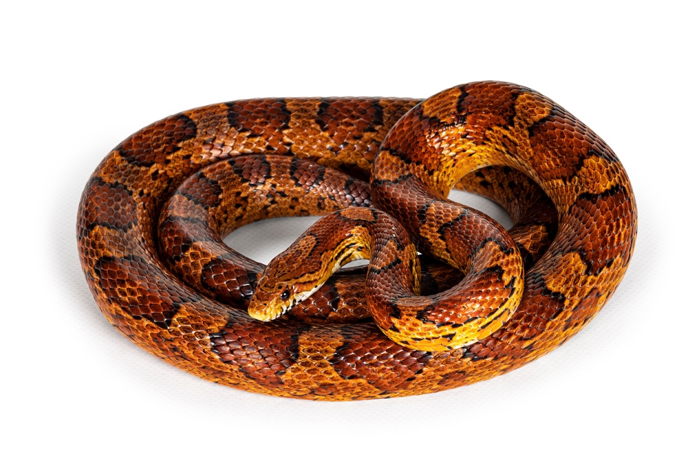 Маисовый полоз (Pantherophis guttatus)