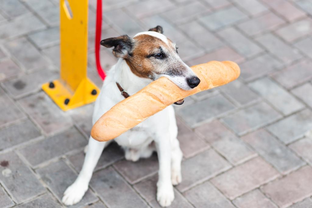 high-angle-dog-sitting-and-holding-baguette.jpg