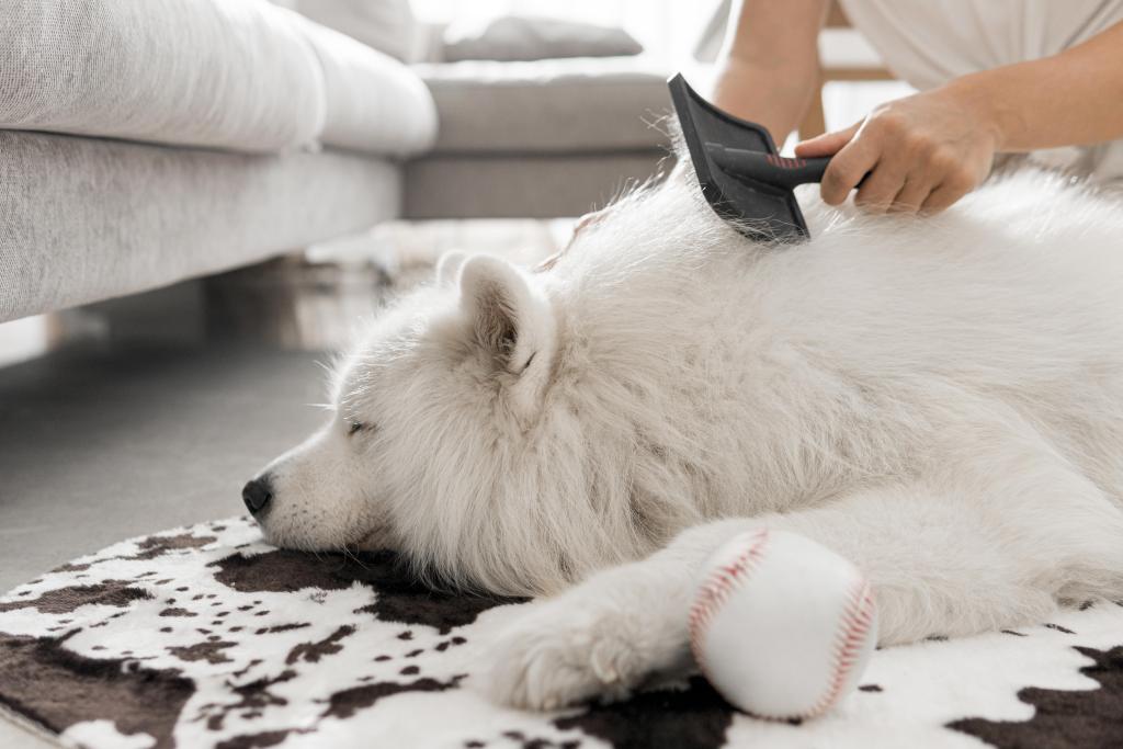 beautiful-and-fluffy-white-dog.jpg