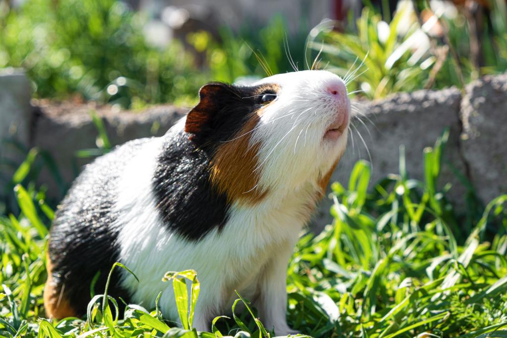 cute-guinea-pig-on-green-grass-in-the-garden.jpg