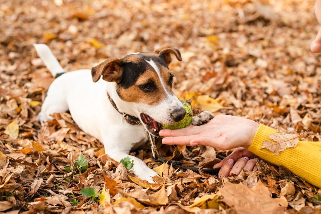 close-up-adorable-pet-in-the-park_23-2148351261.jpg