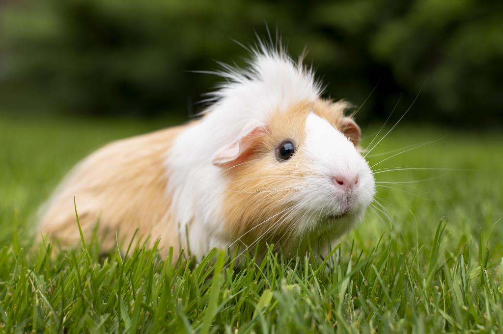 beautiful-guinea-pig-pet-portrait.jpg