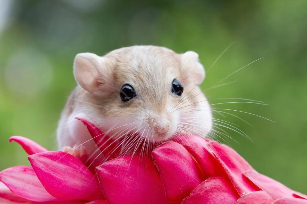 cute-gerbil-fat-tail-crawls-on-red-flower-garbil-fat-tail-on-flower_488145-2468.jpg